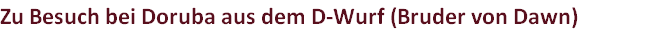 Zu Besuch bei Doruba aus dem D-Wurf (Bruder von Dawn)