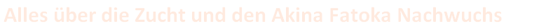 Alles über die Zucht und den Akina Fatoka Nachwuchs